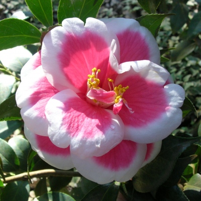 TAMA　アメリカンフラワー Camellia japonica 'Tama Americana' – Garden Treasures Nursery